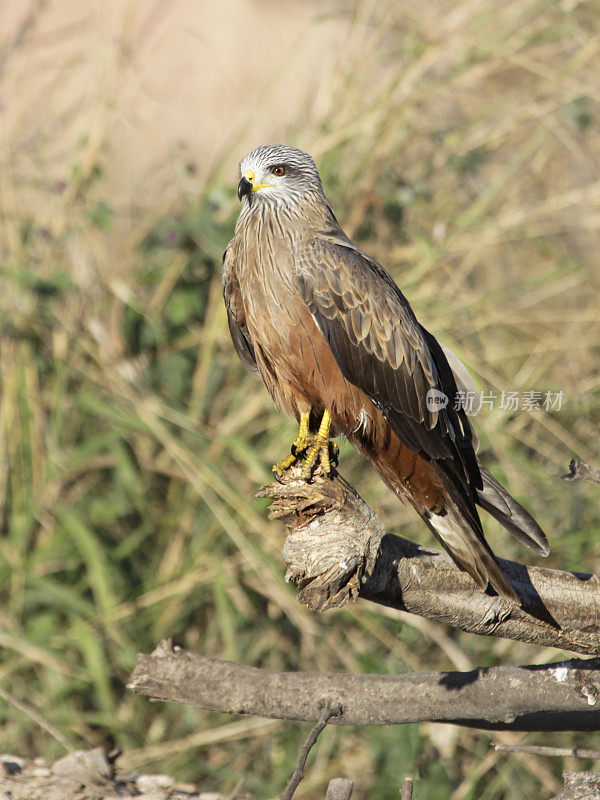 Milvus migrans, Isalo NP，马达加斯加